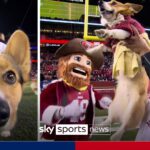 Corgi racing takes over NFL half-time!