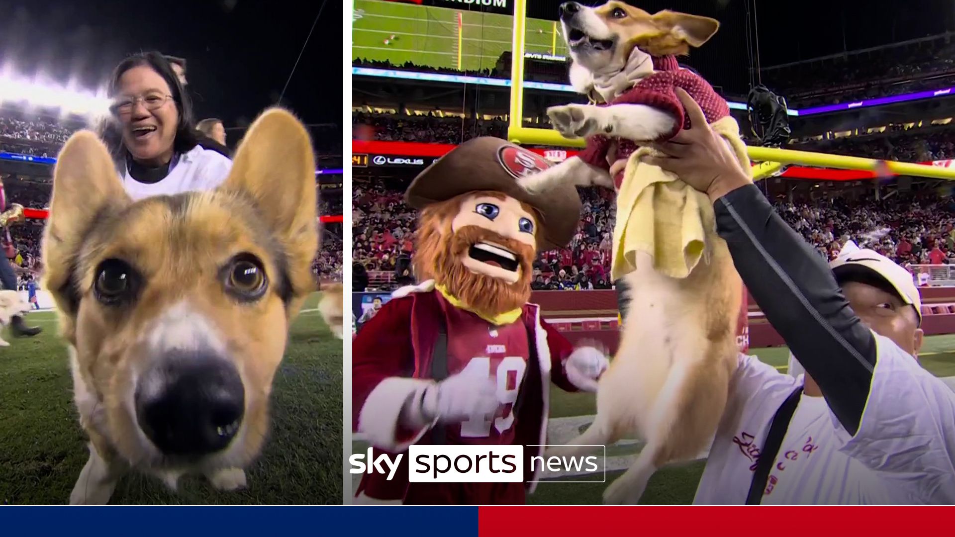 Corgi racing takes over NFL half-time!