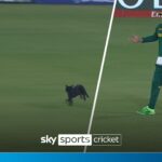 ‘When Rabada is after you, you run!’ | Cat chased off pitch after stopping play!